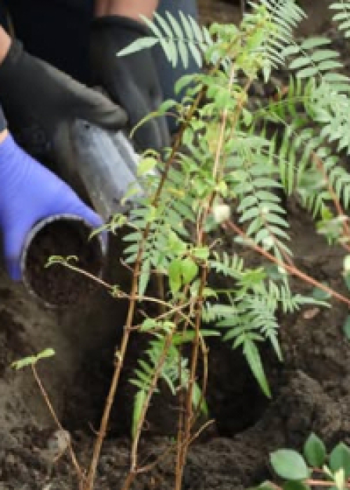 Campaña de Arborización Busca Restaurar el Bosque Nativo en Tirúa