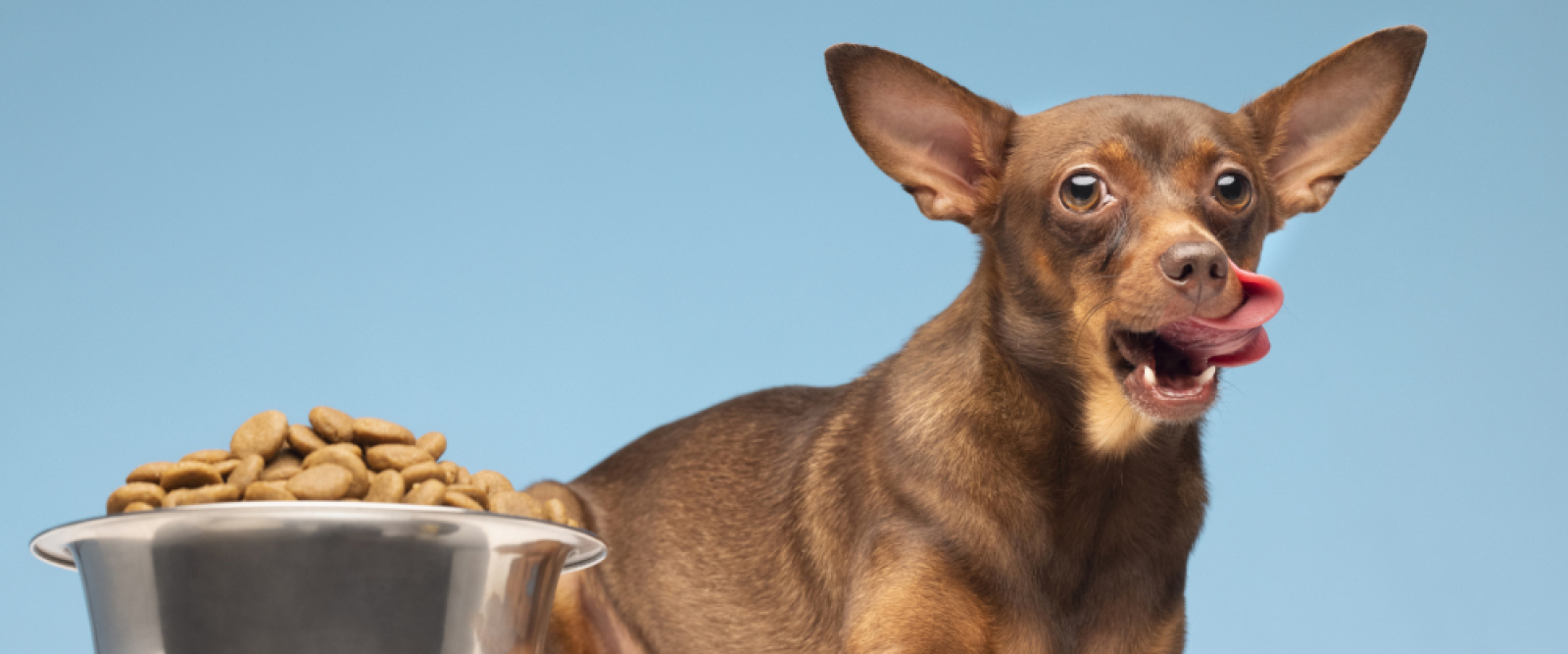 Cuidado con la parrilla: los alimentos del 18 que ponen en riesgo la salud de perros y gatos