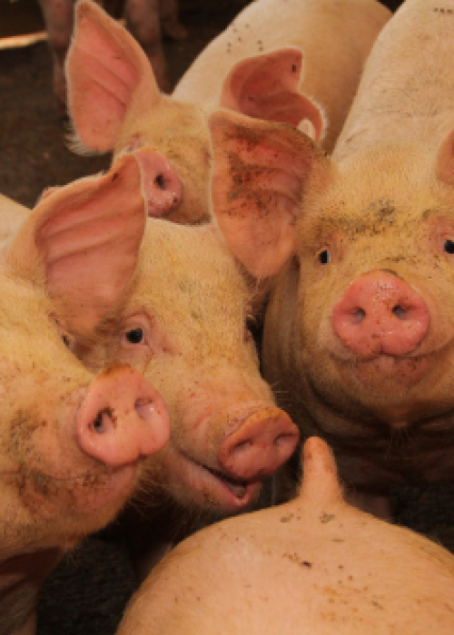 SAG suspende importaciones de productos porcinos desde España por brote de Peste Porcina Africana