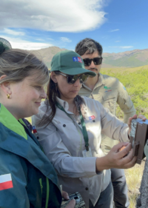 Durante el último mes se han realizado 3 registros: SAG y CONAF instalan cámaras trampa ante avistamiento de huemules en Parque Laguna del Laja