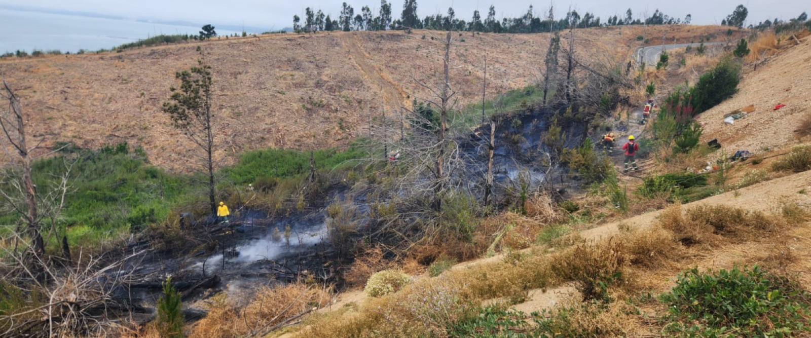 Detención por incendio registrado en el sector Punta Lavapié, comuna de Arauco