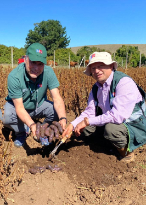 En la provincia de Arauco, Área libre de enfermedades cuarentenarias de la papa: Semillero de papa nativa participa en proceso de certificación de semillas en la región