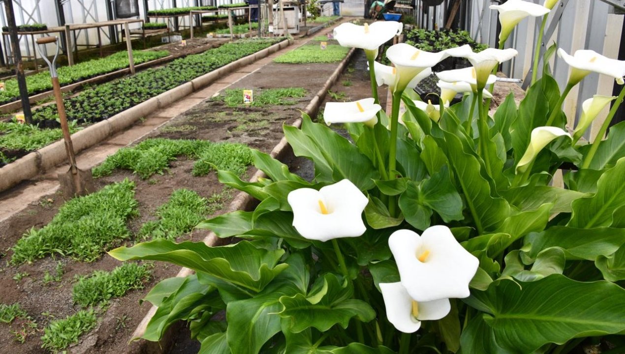 /llego-la-primavera-7-600-flores-del-vivero-municipal-seran-plantadas-en