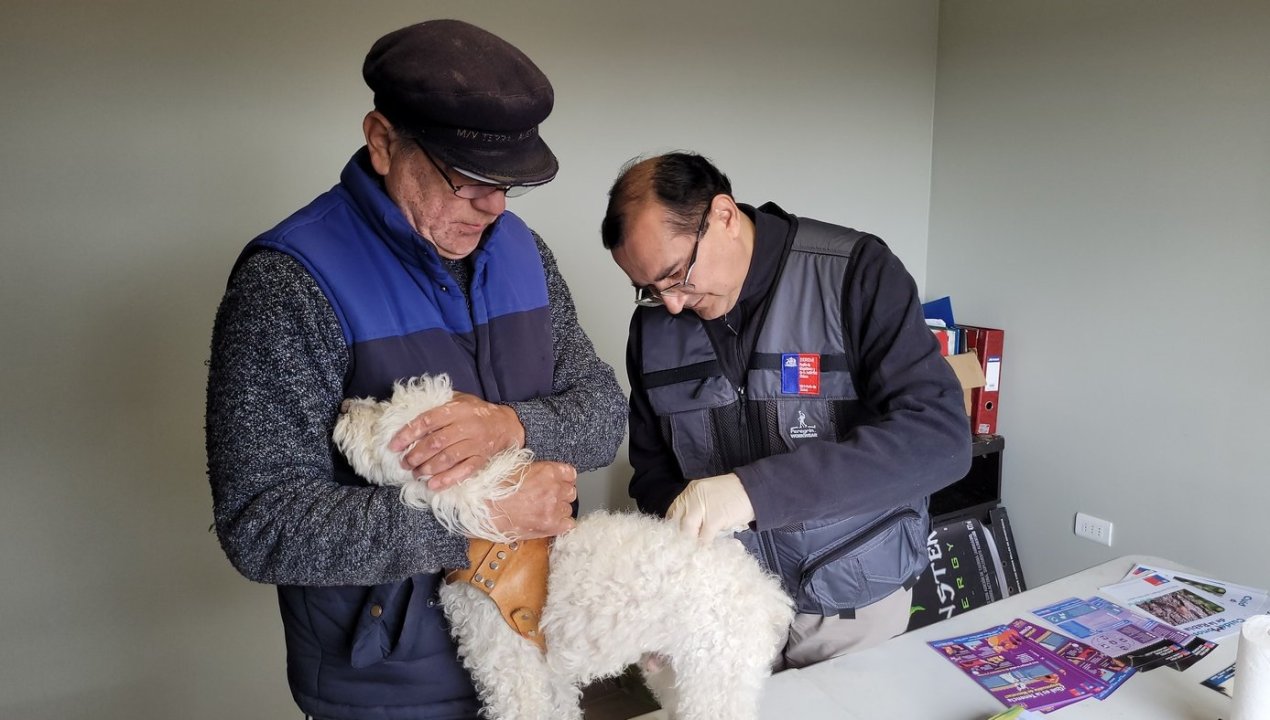 /seremi-de-salud-desarrollo-vacunacion-gratuita-para-perros-y-gatos-ademas