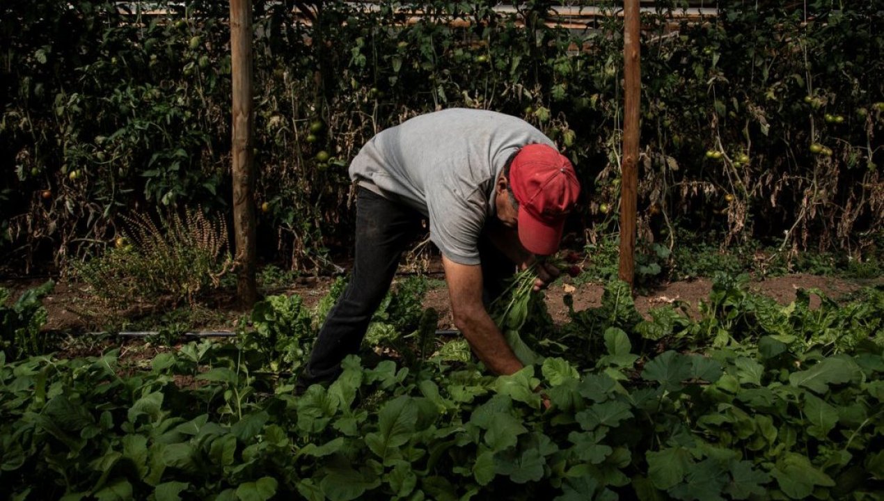 /actualidad/agricultura/para-avanzar-hacia-una-agricultura-sustentable-sag-prohibe-uso-de-14