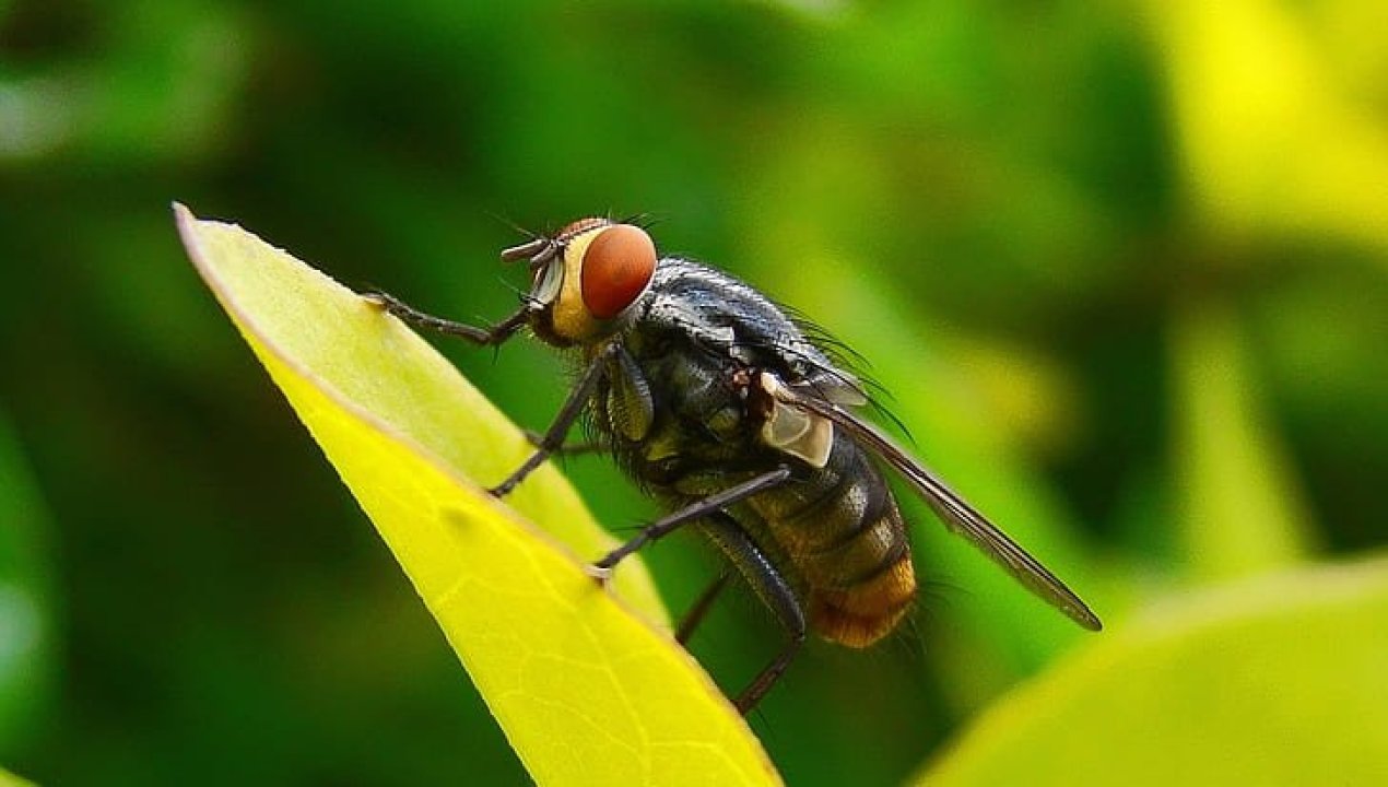 /tendencias/curiosidades/encuentran-una-mosca-intacta-en-intestino-de-un-hombre-tras-un-examen-de