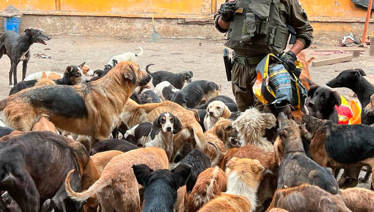 /regionales/region-del-maule/organizacion-animalista-tenia-mas-de-100-perros-y-gatos-en-desnutricion-y