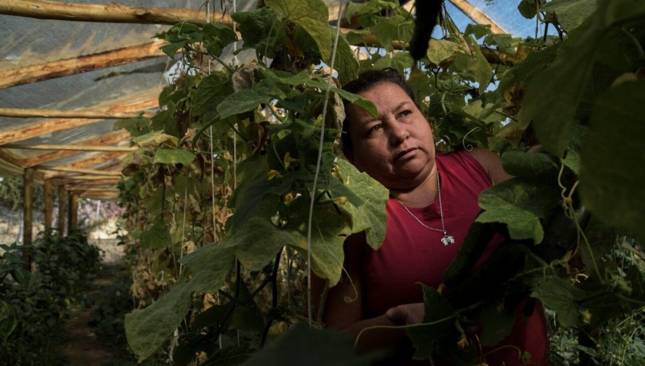 /regionales/region-del-biobio/sector-agricola-de-la-region-del-biobio-es-liderado-en-un-53-por-mujeres