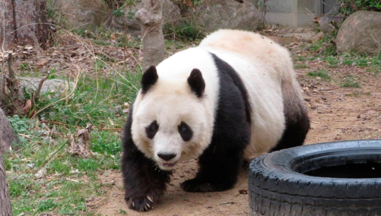 /internacional/asia/japon/se-fue-tan-tan-a-los-28-anos-fallecio-la-osa-panda-mas-longeva-de-japon