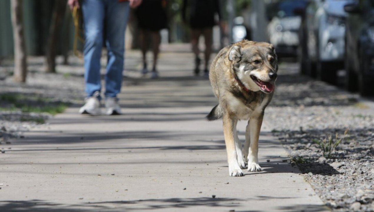 /tendencias/animales/altas-temperaturas-como-cuidar-a-animales-de-compania-de-los-golpes-de