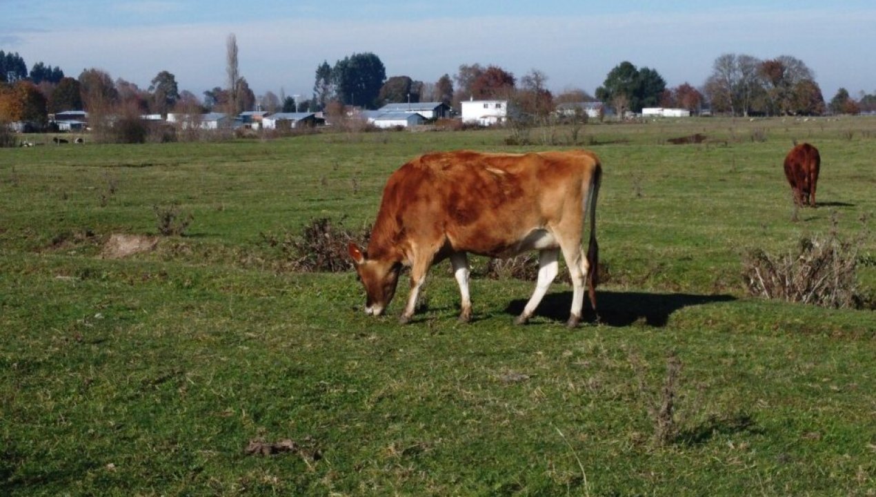 /actualidad/medio-ambiente/animales/fiebre-aftosa-piden-suspender-entrada-de-productos-de-origen-animal-desde