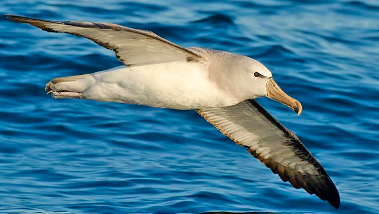 /tendencias/animales/aves-marinas/albatros-de-frente-blanca-la-nidificacion-en-chile-de-ave-marina-de-nueva