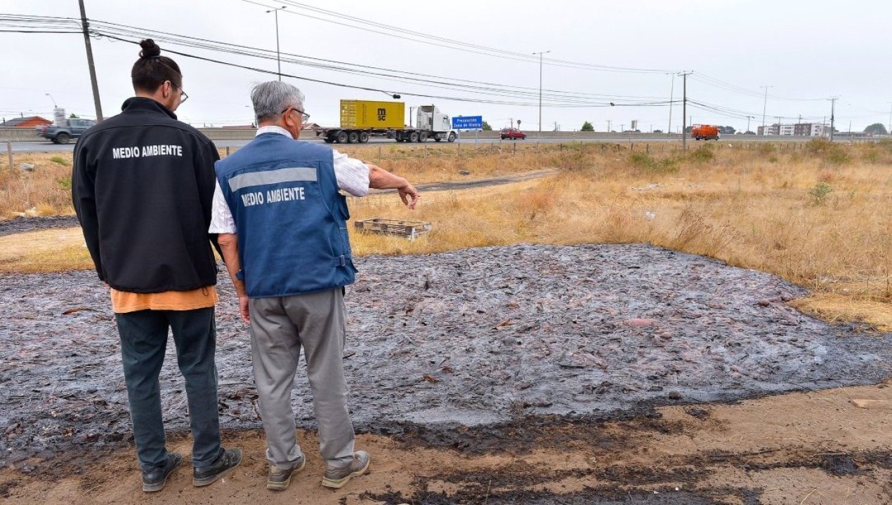 /regionales/region-de-los-lagos/denuncian-olores-putrefactos-en-coronel-por-toneladas-de-jibia-en