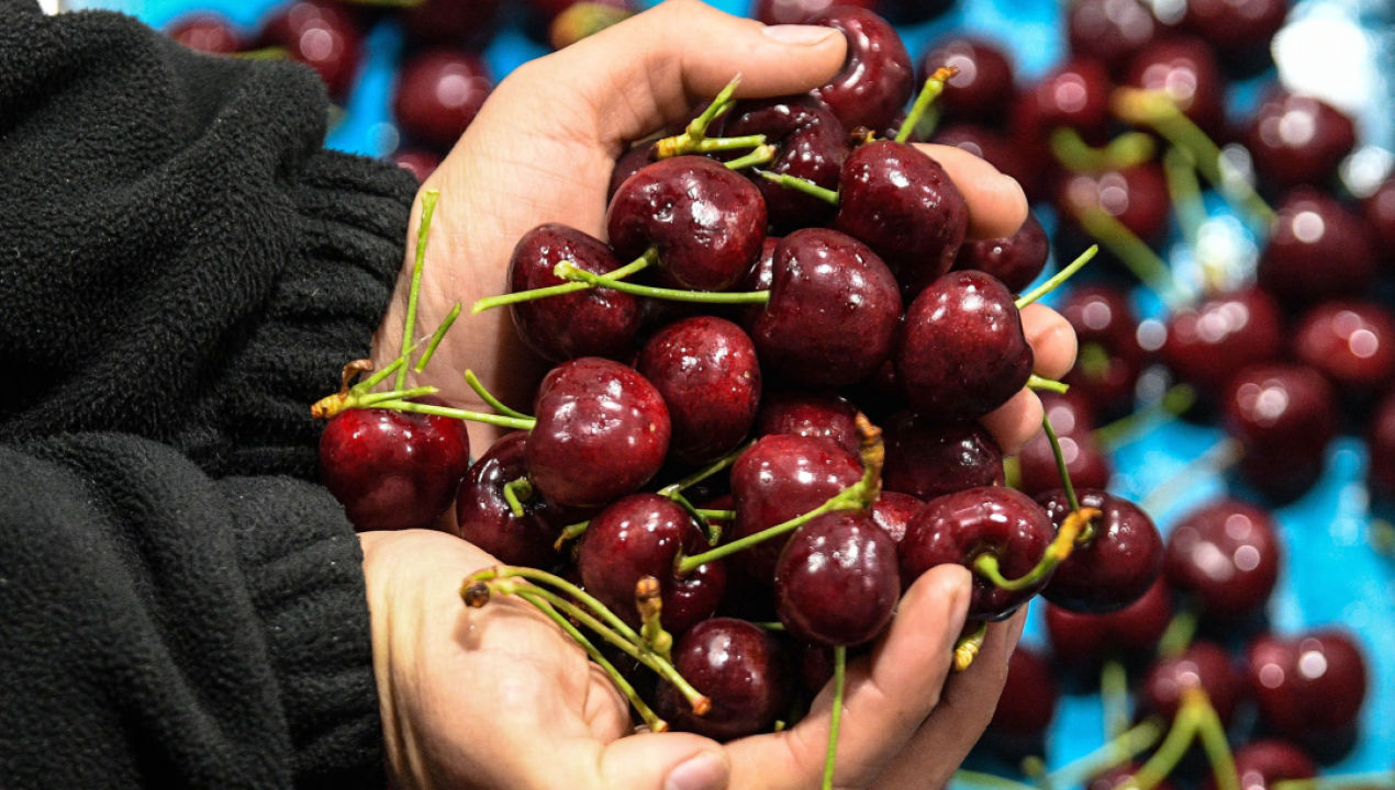 /actualidad/agricultura/exportaciones/fruta-en-malas-condiciones-china-rechaza-millones-de-cerezas-chilenas-de