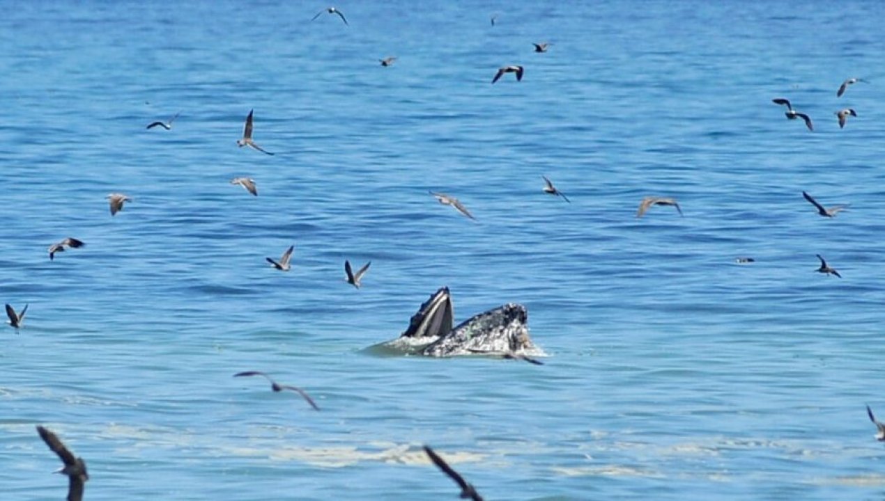 /regionales/region-de-tarapaca/sorpresa-en-iquique-luego-que-ballena-jorobada-se-alimentase-cerca-de-playa