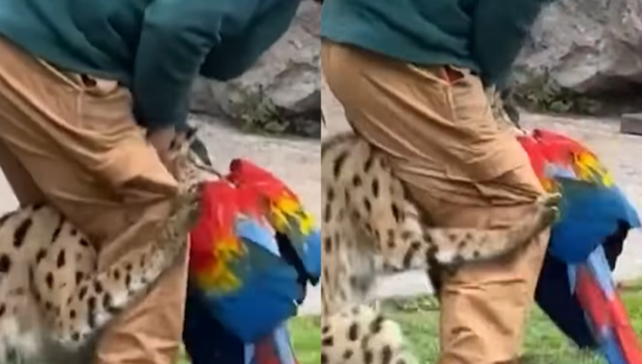 /actualidad/guacamayo-muere-en-buinzoo-tras-ataque-de-serval-durante-actividad