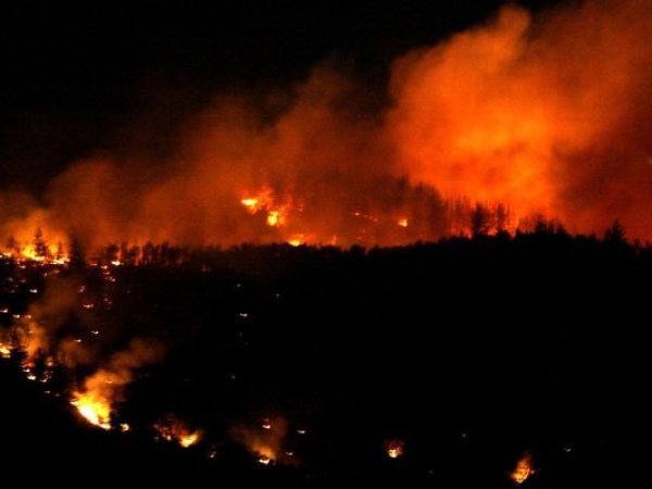Senapred declara alerta roja por incendio forestal en Litueche: Al menos 500 hectáreas consumidas