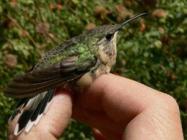 Avistamiento de picaflor de Arica: hito histórico tras 10 años de ausencia