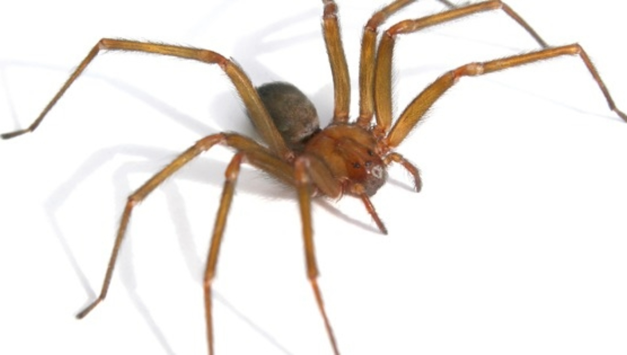/entregan-consejos-para-evitar-mordedura-de-arana-de-rincon